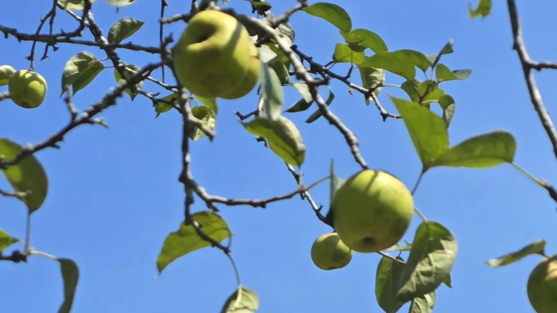 Reines Grado, Asturias.