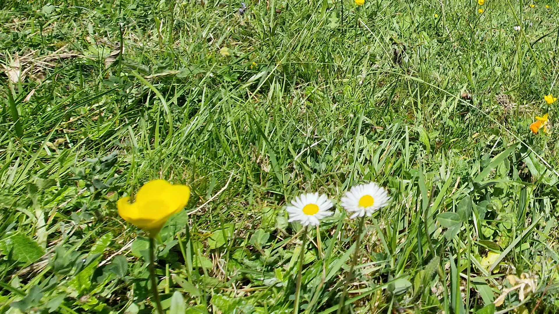 Reines Unquera, Cantabria.